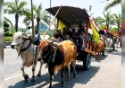 Hanya Ada di Kediri Parade Cikar untuk Memeriahkan HUT Kemerdekaan RI 